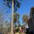 🏡Pro Tree Service — Tree Removal, Trimming & Emergency Clean-Up 19 thumbnail