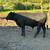 Black angus bull 1 thumbnail