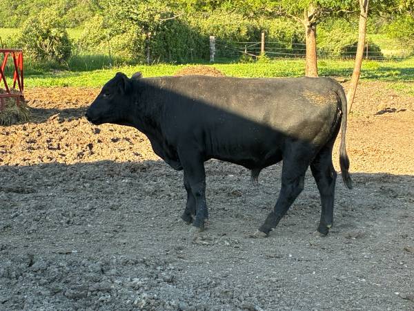 Black angus bull 1