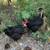 Hens 1 thumbnail