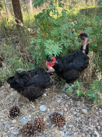 Hens 1