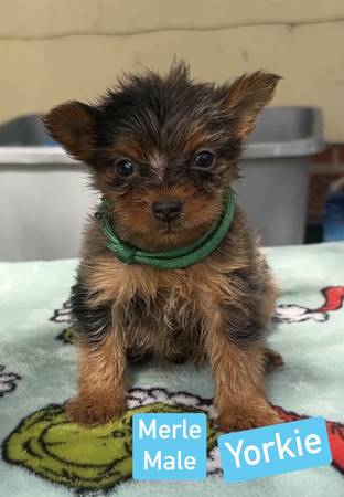 Merle Yorkie543423847298519043
