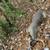 Big Thicket Hunting lease. 2 thumbnail