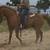 Gelding 6 thumbnail