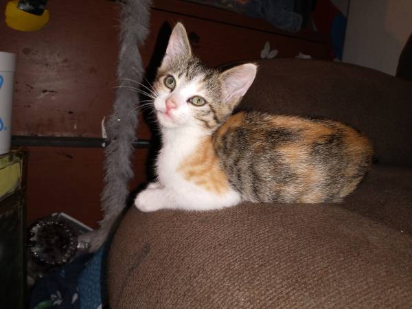 Calico baby kittens ready to go 1