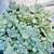 Hanging plants 12 inch pots 1 thumbnail