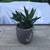 A large clay pot with lots of Tiger Tooth aloe succulents 1 thumbnail