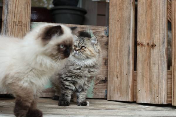Persian brother and sister! (Bargersville)63658636841089120