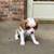 Cavalier King Charles Spaniel - female 1 thumbnail