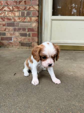 Cavalier King Charles Spaniel - female 1