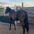 Chestnut ranch mare 3 thumbnail