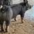 Berkshire pigs/ breeding stock 6 thumbnail