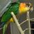 Caique parrot 2 thumbnail