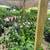Valley Lemon Trees - 2 Feet Tall - Over 50 Citrus Varieties in stock 5 thumbnail