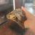 Hingeback tortoise - miniature tortoise 2 thumbnail