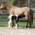 TN Walking horse 4 thumbnail