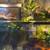 Live Eastern painted Turtle 1 thumbnail