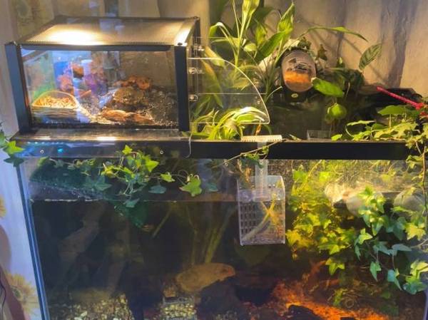 Live Eastern painted Turtle 1