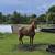 PASO FINO HORSE FOR SALE 2 thumbnail