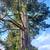 Bay Area Builders Inc. License #1127845 Tree Services 2 thumbnail