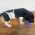 German shorthaired pointer pup 2 thumbnail