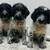 Griffondoodle Puppies 8 thumbnail
