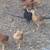 Chicks and pullets! 2 thumbnail
