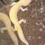 Leopard gecko 1 thumbnail