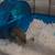 6 dwarf hamsters 4 thumbnail