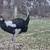Ostrich 2 thumbnail