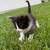 Kittens ragdool mix 9 thumbnail