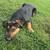 Loving dog looking for new home 4 thumbnail