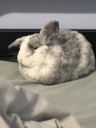 Bunny rabbit rehoming (Briarwood)63690261259265122