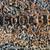 AUTHENTIC 1500# SHIP ANCHOR - MASSIVE TROPHY YARD ART antique nautical 10 thumbnail
