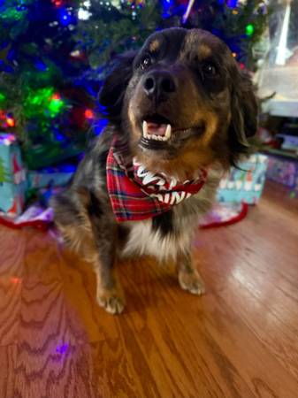 Australia shepherd/poodle mix559488649942149122
