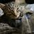 3 Cats to Good Home 4 thumbnail
