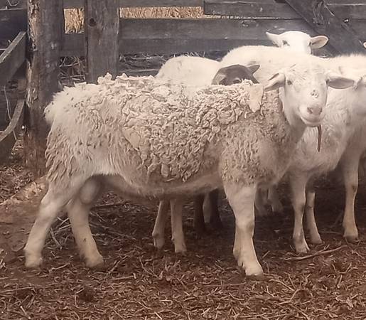 Registered White Dorper Ram 1