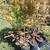 Japanese maples 7 thumbnail