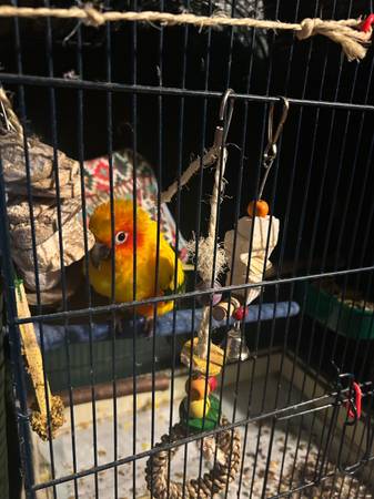 Sun conure569094280242810883