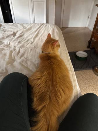 Orange Tabby 2 years old (Rapid City)63840149678209121