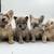 Fluffy French Bulldogs (Frenchie) 1 thumbnail