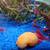 Neocaridina Shrimp (Orange sunkist  and Yellow Neon) 4 thumbnail