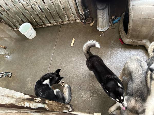 Siberian Husky Puppie (Los Angeles)63829967693697120