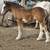 Gypsy Vanner foals 4 thumbnail