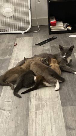 Siamese Four kittens (San Diego)63831052717187120