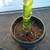 CHAMAEDOREA woodsoniana ///// Woodson's palm --- 1/5/15 gallon 12 thumbnail