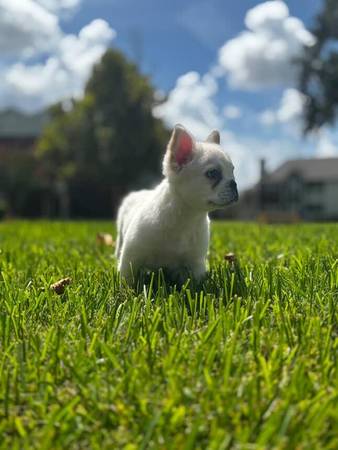 Male Fluffy Frenchie (Killeen)63839345060611124