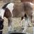 Arabian Purebred SE Lines 14 thumbnail