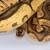 Ball Python Clown Trio 1 thumbnail