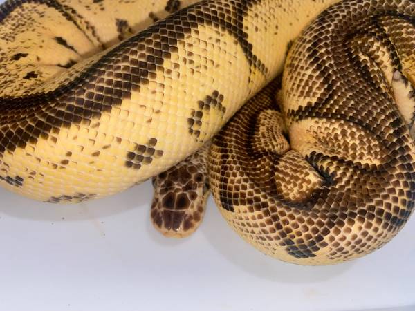 Ball Python Clown Trio 1